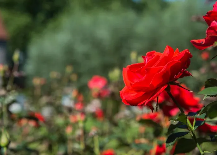 Begijnhof Hotel Leuven
